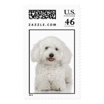 Bichon Frise Stamp (LARGE)