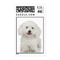 Bichon Frise Stamp (MEDIUM)