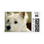 Bichon Frise Stamp