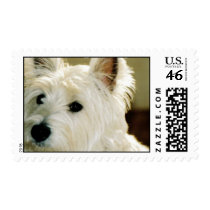 Bichon Frise Stamp