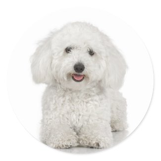 Bichon Frise Sticker sticker