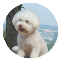 Bichon Frise Sticker