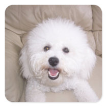 Bichon Frise Stickers