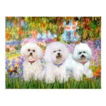 Bichon Frise Trio - Garden (VG) Post Card