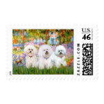 Bichon Frise Trio - Garden (VG) Postage Stamp