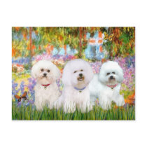 Bichon Frise Trio - Garden (VG) Post Card