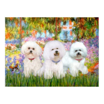 Bichon Frise Trio - Garden (VG) posters