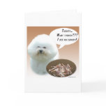 Bichon Frise Turkey Card