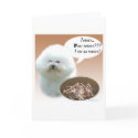 Bichon Frise Turkey cards