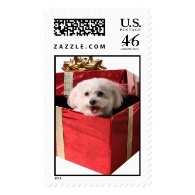 Bichon in a Gift Box Postage by mikeledray