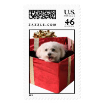 Bichon in a Gift Box Postage