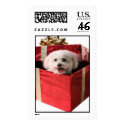 Bichon in a Gift Box postage by mikeledray Bichon in a Gift Box postage
