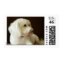 Bichon mix postage stamp