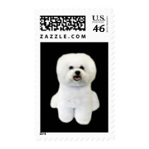 Bichon Postage Stamp