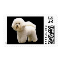Bichon Postage Stamp
