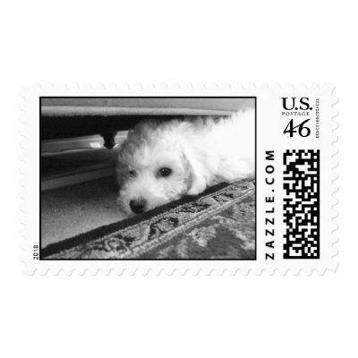 Bichon Pup Under Couch Stamp by luvsack