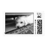 Bichon Pup Under Couch Stamp