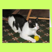 Bicolor kitty cards