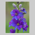 Bicolor Larkspur postcards