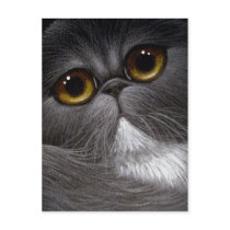 BICOLOR PERSIAN CAT Postcard by BY_CYRA BICOLOR PERSIAN CAT Postcard