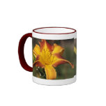 Bicolor yellow and red ornamental lily