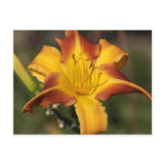 Bicolor yellow and red ornamental lily