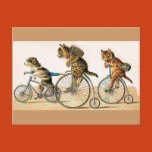 bikes, cats, animals, animal, kitten, puppy, dogs,