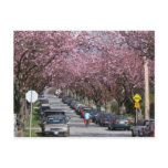 Bicycles and Cherry Blossoms Postcard