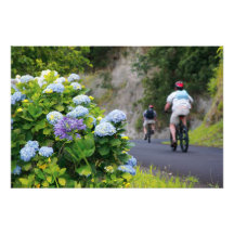Bicycles and hydrangeas art photo