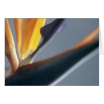 Bidr of Paradice cards