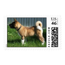 Big Akita stamp stamps