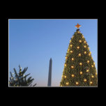 Big and Little Christmas Trees Postcard
