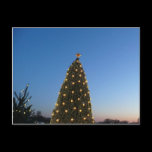Big and Little Christmas Trees Postcard