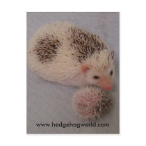 Big and little spots postcard by hedgehogworld Big and little spots postcard