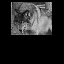 "Big Bad Wolf" Hoodie for Women t-shirts