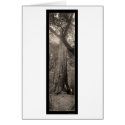 Big Basin Redwood Tree Photo 1907 cards by lc_panoramicphotos Big Basin Redwood Tree Photo 1907 cards