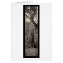 Big Basin Redwood Tree Photo 1907 cards
