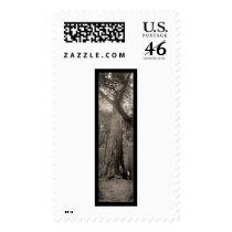 Big Basin Redwood Tree Photo 1907 Postage Stamp