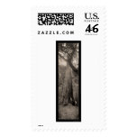 Big Basin Redwood Tree Photo 1907 postage