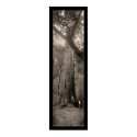 Big Basin Redwood Tree Photo 1907 posters by lc_panoramicphotos Big Basin Redwood Tree Photo 1907 posters