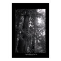 Big Basin Redwoods State Park posters by alrich Big Basin Redwoods State Park posters