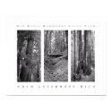 Big Basin Redwoods State Park  posters