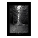 Big Basin Redwoods State Park posters by alrich Big Basin Redwoods State Park posters