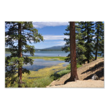 Big Bear Lake trees Photo