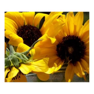 Big Beautiful Yellow Sunflowers Close-up Artphoto