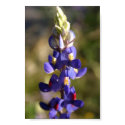 Big Bend Bluebonnet posters