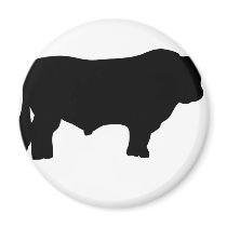 big black angus bull magnets