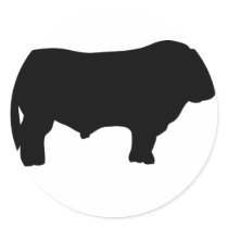 big black angus bull sticker