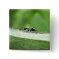 Big Black Ant Pinback Buttons