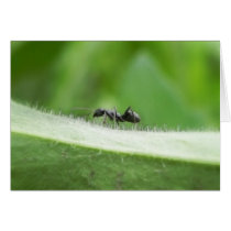 Big Black Ant Greeting Cards